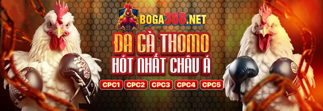 Đá gà trực tiếp Thomo hôm nay 2026, sân đấu sôi động